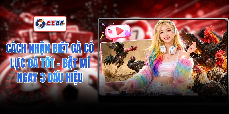 Cách Nhận Biết Gà Có Lực Đá Tốt - Bật Mí Ngay 3 Dấu Hiệu