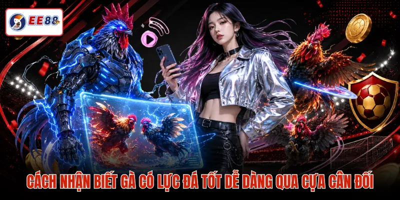 Cách nhận biết gà có lực đá tốt dễ dàng qua cựa cân đối