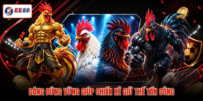 Dáng đứng vững giúp chiến kê giữ thế tấn công
