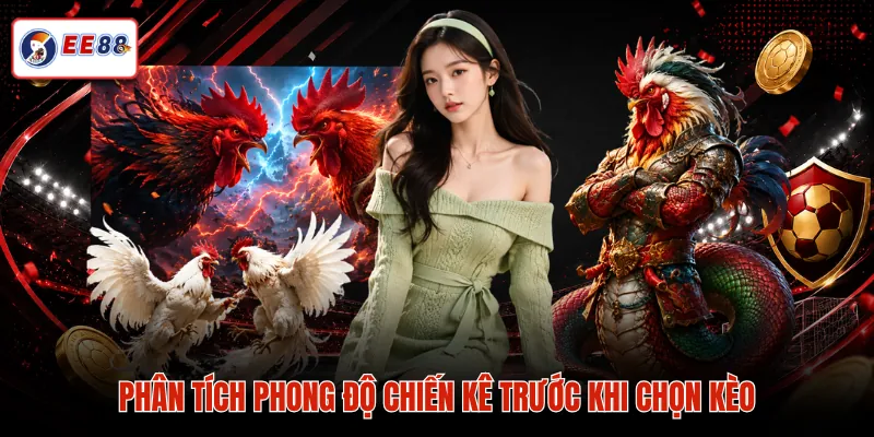 Phân tích phong độ chiến kê trước khi chọn kèo