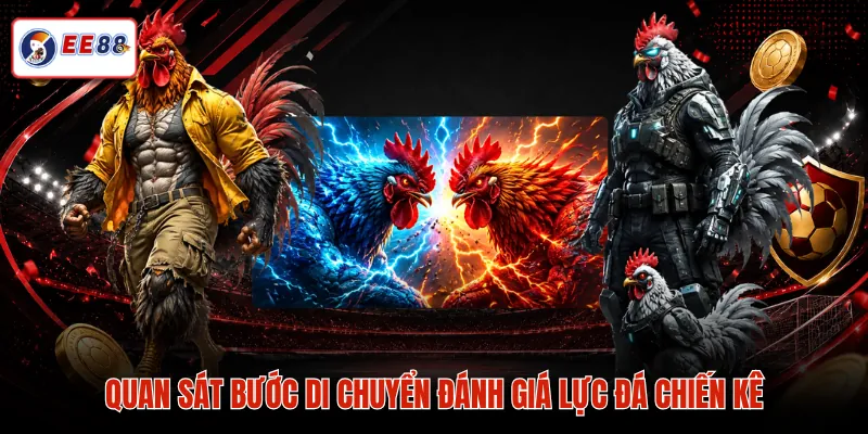 Quan sát bước di chuyển đánh giá lực đá chiến kê